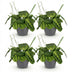 Green boutiQ Maranta Fascinator Lemon Lime – 4 Pflanzen m. Übertopf Bild 2