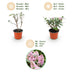 Buddleja davidii Butterfly Candy Little Pink, Butterfly Bush Bild 4