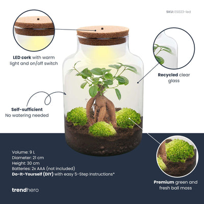 Flaschengarten DIY Set mit Bonsai & Moos