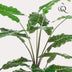 Artificial Alocasia, 150 cm, evergreen, easy-care Bild 3