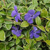 48x Vinca minor 'Argenteovariegata' - Bodendecker - 10-25cm Bild 5