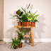 Set of 6 Surprise Houseplant Boxes Ø12cm, Height 25cm Bild 4