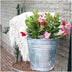6x Dipladenia Pink (Mandevilla) - Ø12cm Topf, ↕25cm Bild 3