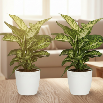 Dieffenbachia Mars - 2 Pflanzen - Ø17cm Topf - 50cm Hoch