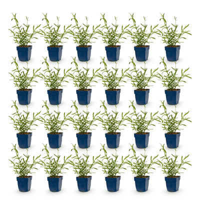 Green boutiQ - Perennial - Verbena bonariensis Lollipop - Verbena - Bee and Butterfly Attractor - Purple - 24 Plants - Pot 11cm - Height 15-25cm