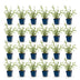 Green boutiQ - Vasteplant - Verbena bonariensis Lollipop - Ijzerhard - Bijen en Vlinderlokkers - Paars - 24 Planten - Pot 11cm - Hoogte 15-25cm Bild 1