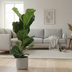 Ficus Lyrata Baum - 80cm: Eleganter Blickfang für Ihr Zuhause Bild 2