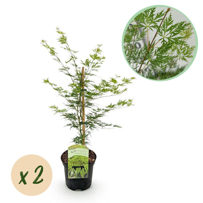 GreenboutiQ Japanischer Ahorn 'Emerald Lace', 2 Pflanzen, 70cm
