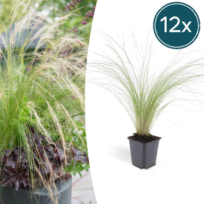 12x Stipa tenuissima 'Ponytails' - ↕10-25cm - Ø9cm