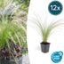 12x Stipa tenuissima 'Ponytails' - ↕10-25cm - Ø9cm Bild 1