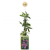 4x Passiflora Lavender Lady - Lila Kletterpflanze, Ø9cm Bild 2