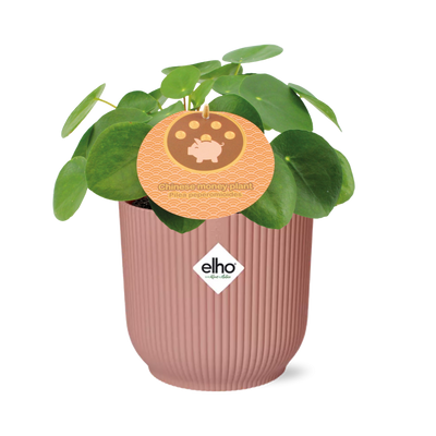 Muttertag – Pilea Peperomioides 12 cm in Topf ELHO Vibes Fold 14 cm rosa