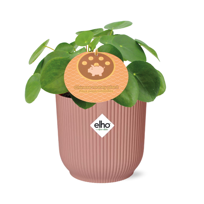 Pilea Peperomioides 'Muttertag' 12cm Topf, ELHO Vibes Fold 14cm Rosa