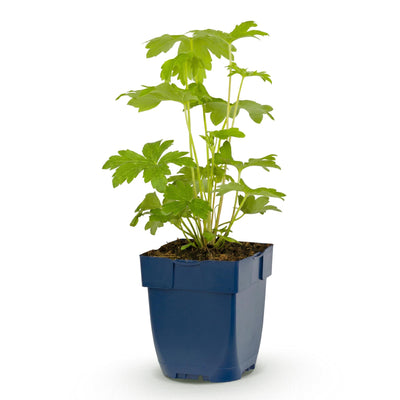 Green boutiQ - Perennial - Delphinium (P) Astolat - Larkspur - Bee and Butterfly Attractors - Pink - 24 Plants - Pot 11cm - Height 15-25cm