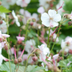 Geranium cantabrigiense 'Biokovo' - Bodendecker, 10-25cm, Ø9cm Bild 5
