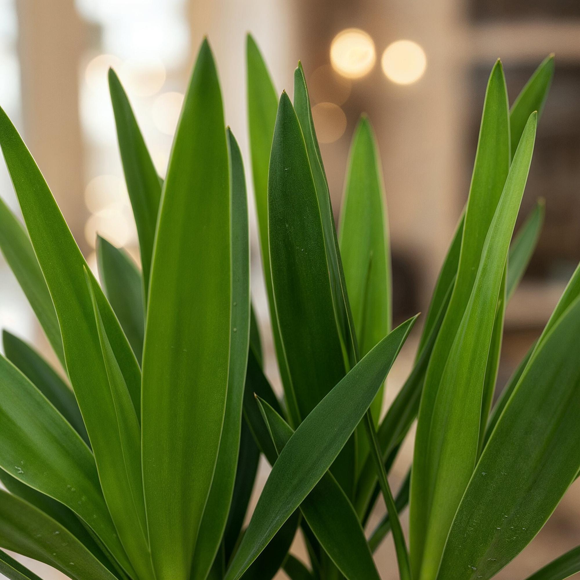 Green boutiQ - Zimmerpflanze - Yucca elephantipes - Yucca - Wenig Pflege - Grün - 1 - Topf 14cm - Höhe 55cm