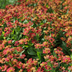 60x Helenium 'Moerheim Beauty' - Golden Yellow Flowering Perennial - 10-25cm Bild 6