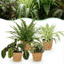 Green boutiQ Pflanzen-Mix: Chlorophytum, Maranta, Calissia, Nephrolepsis Bild 1