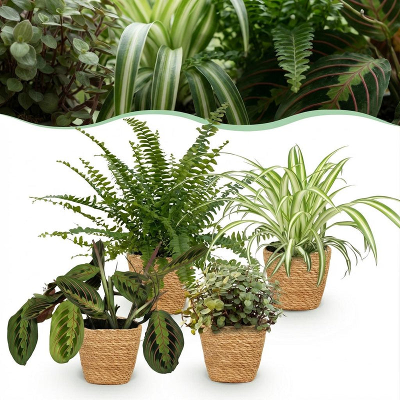 Green boutiQ Pflanzen-Mix: Chlorophytum, Maranta, Calissia, Nephrolepsis