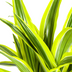 Dracaena Deremensis Lemon Lime, 90-110cm, Ø21cm Topf, mit Korb Bild 3