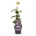 6x Clematis Justa - Waldrebe Justa - Hellblau - Kletterpflanze - Ø9cm - ↕35cm Bild 2
