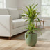 Dracaena Lemon Lime (Drachenbaum) - Ø17cm Topf, 65cm Höhe Bild 3