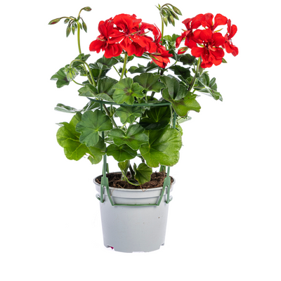 8x Pelargonium peltatum Mix Ø12 cm - 20 cm: Farbenfrohe Blüten für Balkon & Garten