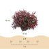 GreenboutiQ - Gartenpflanze - Leucothoe Burning Love - Rot - 1 Pflanze - Immergrün - Wenig Pflege - Topf 17cm Höhe 45cm Bild 5