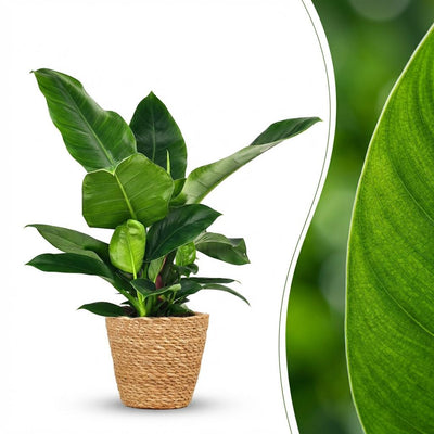 Philodendron Imperial Green Zimmerpflanze im Korb, 65cm