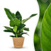 Philodendron Imperial Green Zimmerpflanze im Korb, 65cm Bild 1