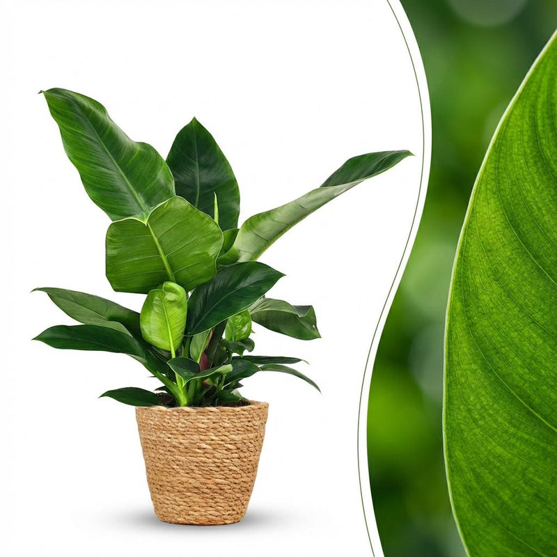 Philodendron Imperial Green Zimmerpflanze im Korb, 65cm
