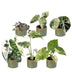 6x Baby Variegata Mix - Tropische Zimmerpflanzen, Ø6cm Bild 2