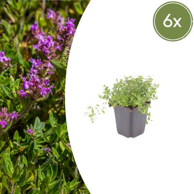 6x thymus serpyllum - ↕10-25cm - Ø9cm