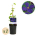 Clematis Jackmanii Climbing Plant - 2 Plants - Blue Flowering Bild 1