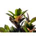 Codiaeum 'Croton' Iceton mit Korb Ø24cm - ↕80-100cm Bild 4