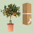 Zitrus Calamondin - Ø22cm - ↕80cm - Aromatische Früchte & Duft Bild 4