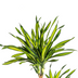 Dracaena Deremensis Rikki Topfpflanze mit Korb Ø24cm, 130-150cm Bild 3