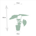Alocasia Set: Elefantenohr Cucullata & Wentii 2er Pack Bild 3