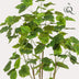Künstlicher Ficus umbellata (Afrikanische Feige), 180 cm Bild 3