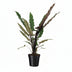 Alocasia Lauterbachiana XL – Tropischer Dschungel-Flair für Ihr Zuhause Bild 1