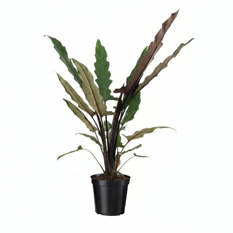 Alocasia Lauterbachiana XL – Tropischer Dschungel-Flair für Ihr Zuhause