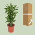 Dracaena Golden Coast - Eleganter Drachenbaum für Ihr Zuhause (Ø27cm, 110cm) Bild 3