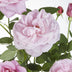 3x Kletterrose 'Crazy in Love' Pink, ↨65cm, Ø15cm Bild 3