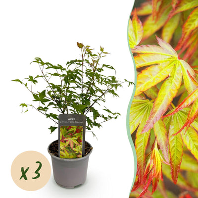 Acer palmatum 'Little Princess' - 3x Zwerg-Ahorn, 35cm, pflegeleicht