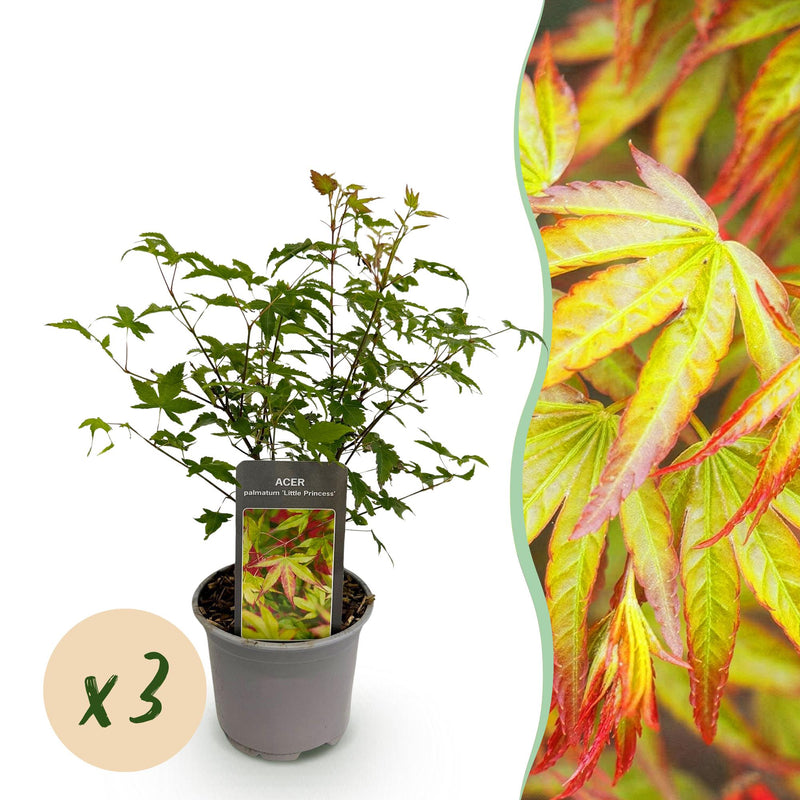 Acer palmatum 'Little Princess' - 3x Zwerg-Ahorn, 35cm, pflegeleicht
