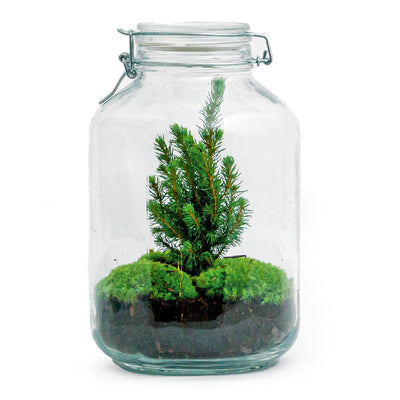 DIY Flaschengarten - Weihnachtsglas - ↕ 28 cm