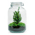 DIY Flaschengarten - Weihnachtsglas - ↕ 28 cm Bild 3