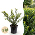 40x Ilex crenata 'Convexa' Japanische Stechpalme, 20-30cm, Topf 9cm Bild 1