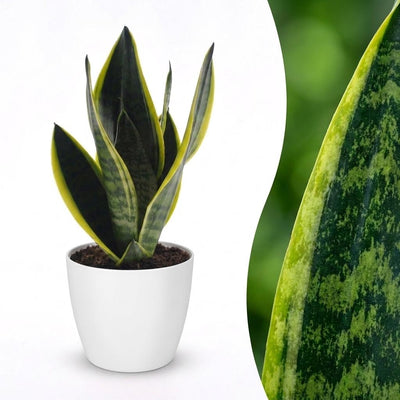 Green boutiQ - Sansevieria Future Superb - Bogenhanf - 1 Pflanze - mit Weißem Topf - Topf 12cm - Höhe - 35cm