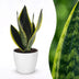 Green boutiQ - Sansevieria Future Superb - Bogenhanf - 1 Pflanze - mit Weißem Topf - Topf 12cm - Höhe - 35cm Bild 1